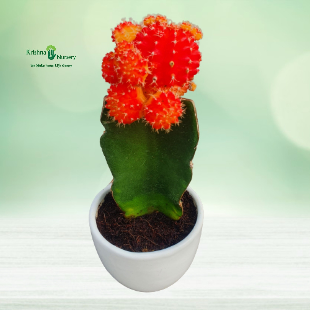 moon-cactus-plant-with-round-ceramic-pot