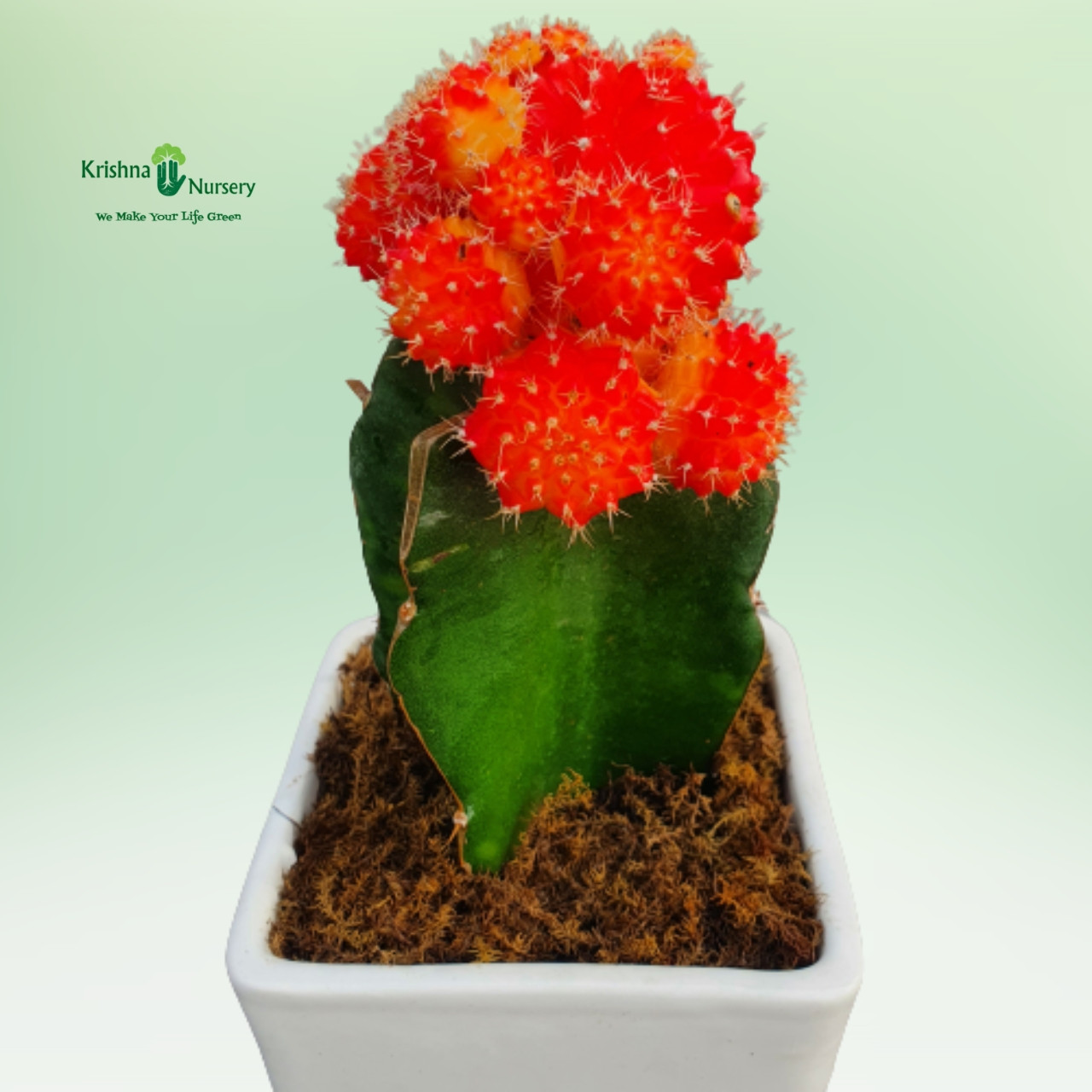 moon-cactus-plant-with-square-ceramic-pot