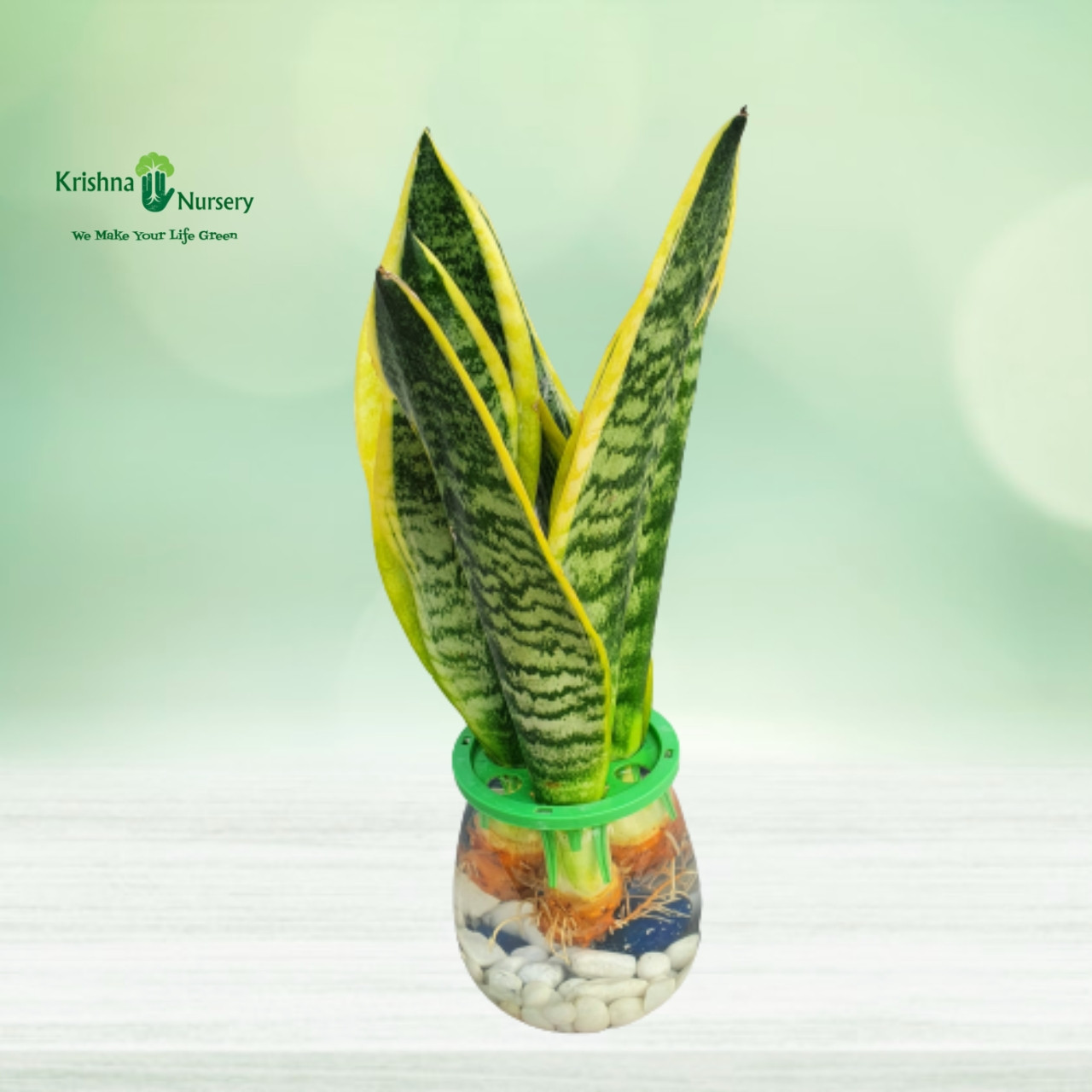 sansevieria-plant-with-glass-pot
