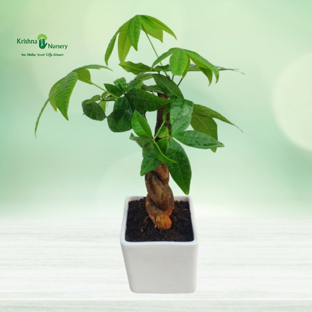 small-braided-pachira-plant-with-ceramic-pot