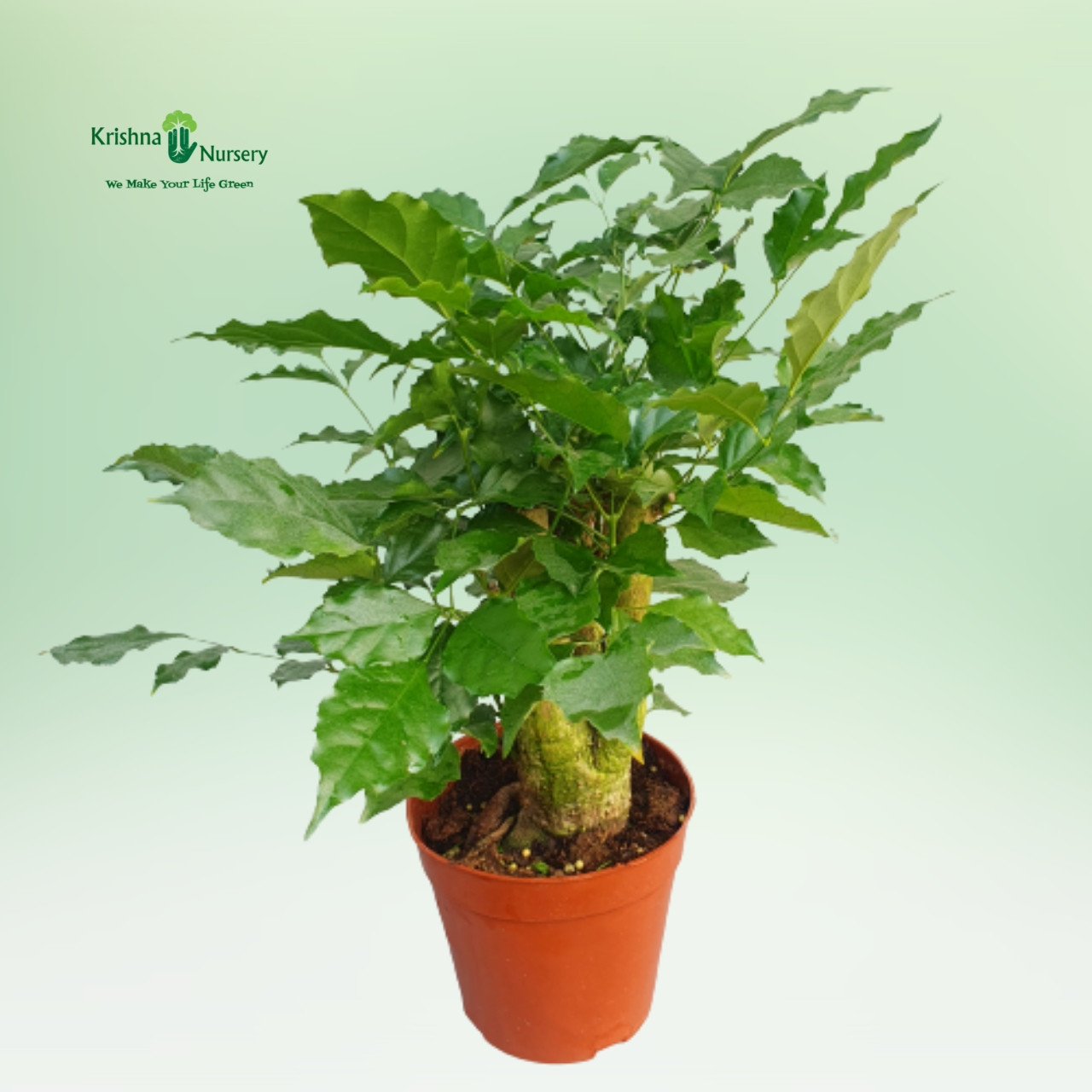 radermachera-bonsai-plant