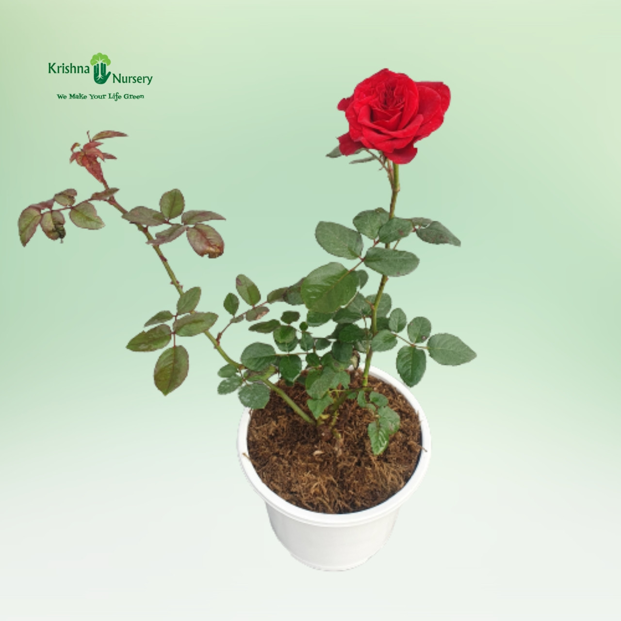 rose-flower-plant-any-color