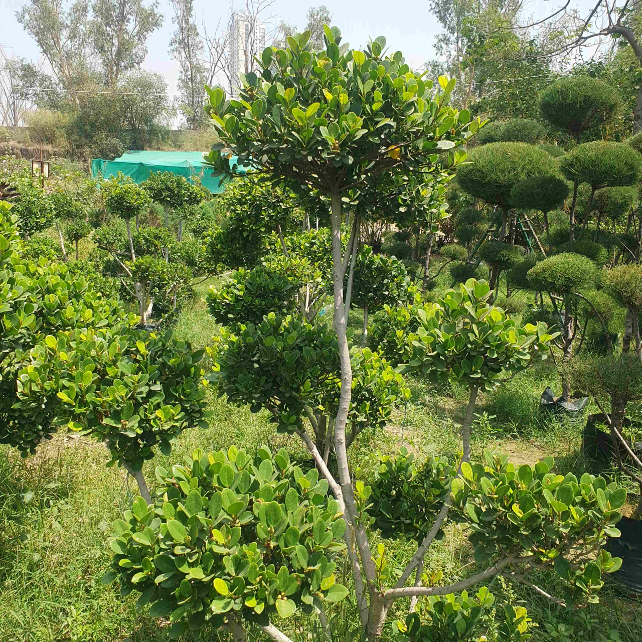 ficus-longisland-topiary