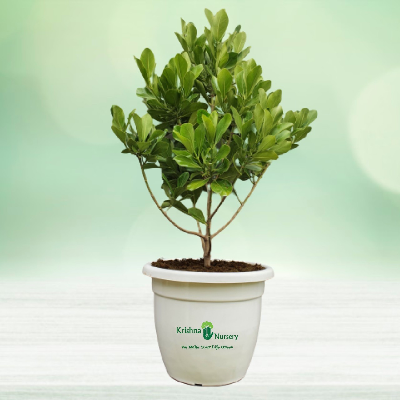 rosea-clusea-plant