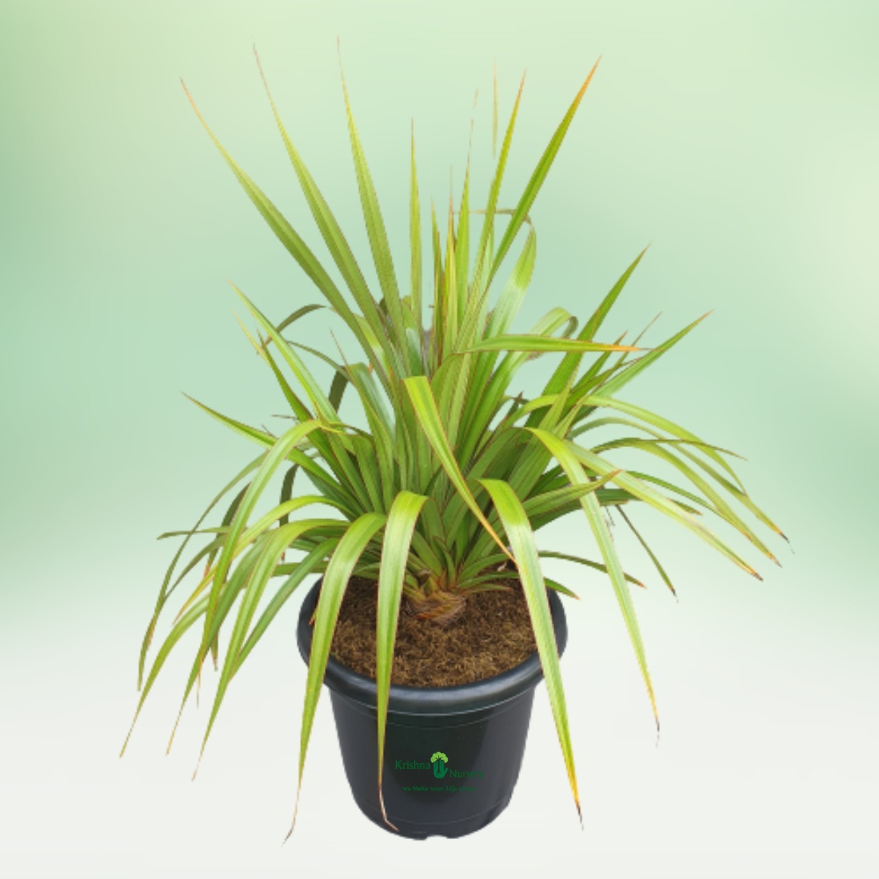 screw-pine-plant